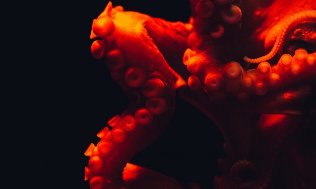 Dismenorrea e congedo mestruale – e l’educazione dove la metti?