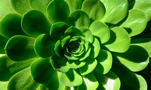 The cyclical blueprint – Seasons and Breath – what do they have in common?