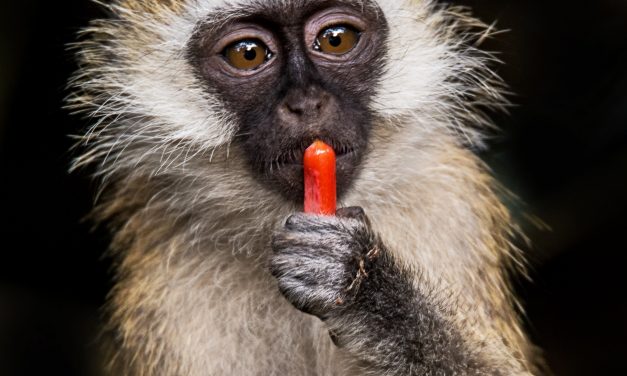 The wonders of the menstrual cycle – death and life at once